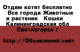 Отдам котят бесплатно  - Все города Животные и растения » Кошки   . Калининградская обл.,Светлогорск г.